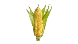 Corn on the cob