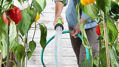 A person waters bell pepper plants with red and yellow peppers using a garden hose.
